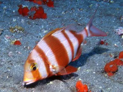 Redbanded seabream (Pagrus auriga)