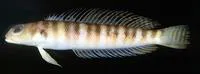 Redbanded weever (Parapercis binivirgata)