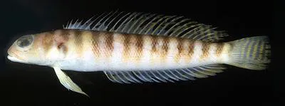 Redbanded weever (Parapercis binivirgata)