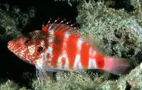 Redbarred hawkfish (Cirrhitops fasciatus)