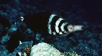 Redbarred parrotfish (Scarus caudofasciatus)