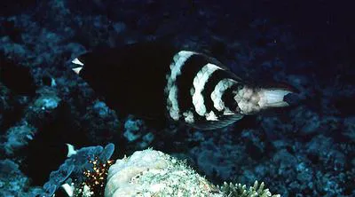 Redbarred parrotfish (Scarus caudofasciatus)