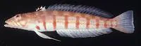 Redbarred sandperch (Parapercis multiplicata)