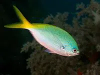 Redbelly yellowtail fusilier (Caesio cuning)