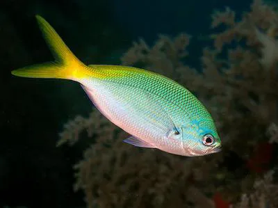 Redbelly yellowtail fusilier (Caesio cuning)