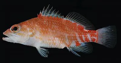 Redblotch basslet (Plectranthias winniensis)