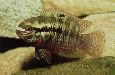 Redbreast acara (Laetacara dorsigera)
