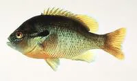 Redbreast sunfish (Lepomis auritus)