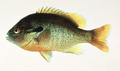 Redbreast sunfish (Lepomis auritus)