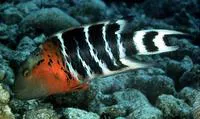 Redbreasted wrasse (Cheilinus fasciatus)