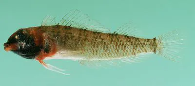 Redcap Triplefin (Enneapterygius rufopileus)