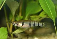 Redchin panchax (Epiplatys dageti dageti)