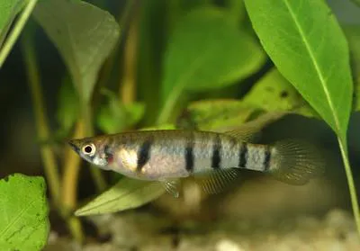 Redchin panchax (Epiplatys dageti dageti)