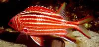 Redcoat (Sargocentron rubrum)