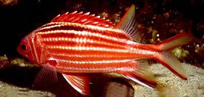 Redcoat (Sargocentron rubrum)