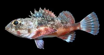 Reddish scorpionfish (Scorpaena russula)