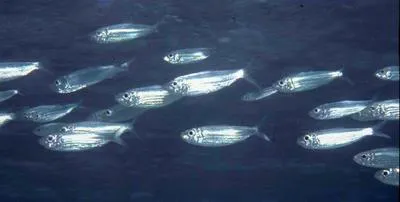 Redear herring (Harengula humeralis)
