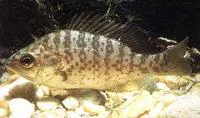 Redear sunfish (Lepomis microlophus)