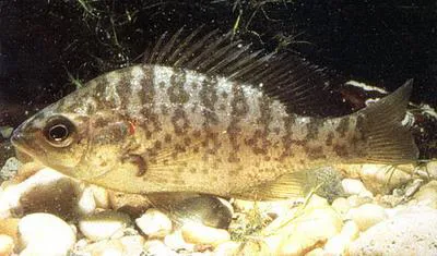 Redear sunfish (Lepomis microlophus)