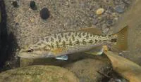 Redeye bass (Micropterus coosae)