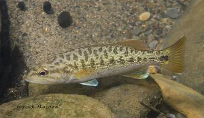 Redeye bass (Micropterus coosae)