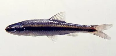 Redeye chub (Notropis harperi)