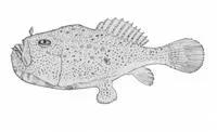 Redeye gaper (Chaunax stigmaeus)