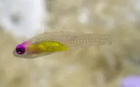 Redeye goby (Bryaninops natans)