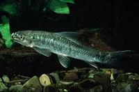 Redeye labeo (Labeo cylindricus)