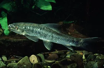 Redeye labeo (Labeo cylindricus)