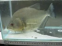 Redeye piranha (Serrasalmus rhombeus)
