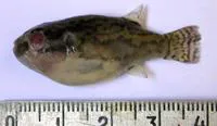 Redeye puffer (Carinotetraodon lorteti)