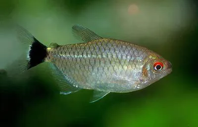 Redeye tetra (Moenkhausia sanctaefilomenae)