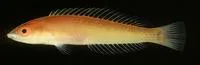 Redeye wrasse (Pseudojuloides erythrops)