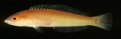 Redeye wrasse (Pseudojuloides erythrops)