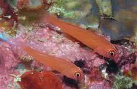 Redface dwarfgoby (Trimma benjamini)