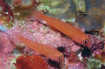 Redface dwarfgoby (Trimma benjamini)