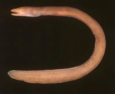 Redface moray (Monopenchelys acuta)