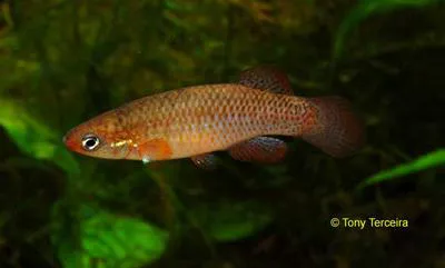 Redface topminnow (Fundulus rubrifrons)