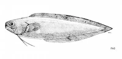 Redfin brotula (Petrotyx sanguineus)