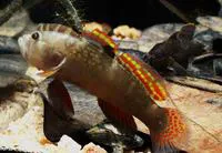 Redfin crestedgoby (Cristatogobius rubripectoralis)