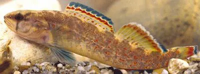 Redfin darter (Etheostoma whipplei)
