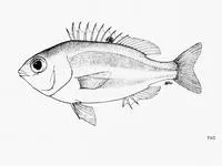 Redfin dwarf monocle bream (Parascolopsis boesemani)