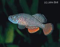 Redfin notho (Nothobranchius kirki)