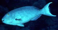 Redfin parrotfish (Sparisoma rubripinne)