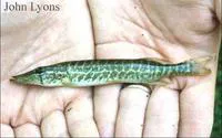 Redfin pickerel (Esox americanus americanus)