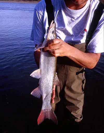 Redfin (Pseudaspius leptocephalus)