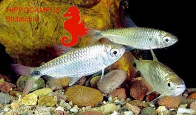 Redfin robber (Brycinus affinis)