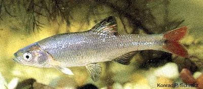 Redfin shiner (Lythrurus umbratilis)