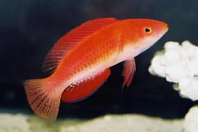 Redfin wrasse (Cirrhilabrus rubripinnis)